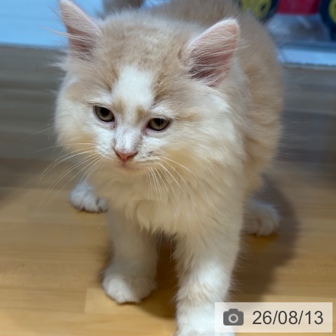 ラガマフィンの写真