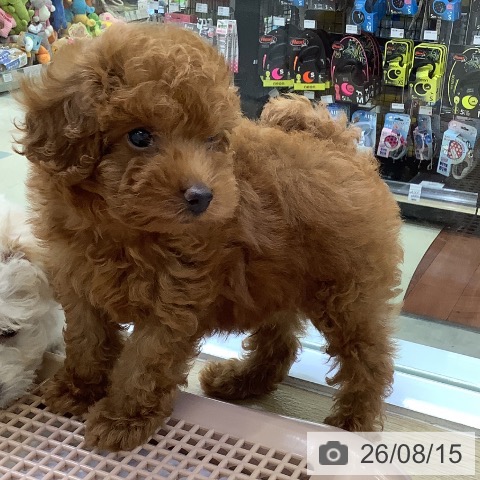 兵庫県のトイプードル(トイ) (ペットプラス 明石店/2026年6月11日生まれ/男の子/レッドフォーン)の子犬の4枚目の画像
