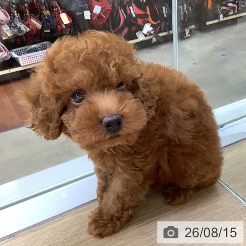兵庫県のトイプードル(トイ) (ペットプラス 明石店/2026年6月11日生まれ/男の子/レッドフォーン)の子犬の3枚目の画像