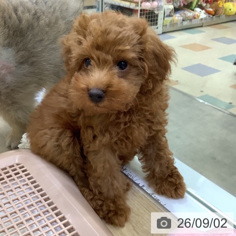 兵庫県のトイプードル(トイ) (ペットプラス 明石店/2026年6月11日生まれ/男の子/レッドフォーン)の子犬の4枚目の画像