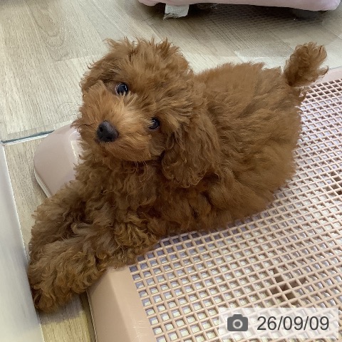 兵庫県のトイプードル(トイ) (ペットプラス 明石店/2026年6月11日生まれ/男の子/レッドフォーン)の子犬の3枚目の画像