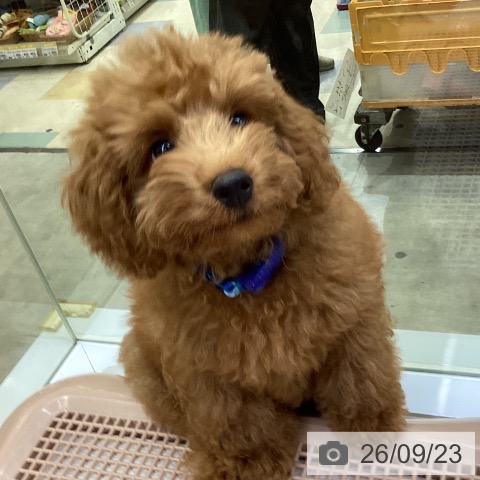 兵庫県のトイプードル(トイ) (ペットプラス 明石店/2026年6月11日生まれ/男の子/レッドフォーン)の子犬の4枚目の画像