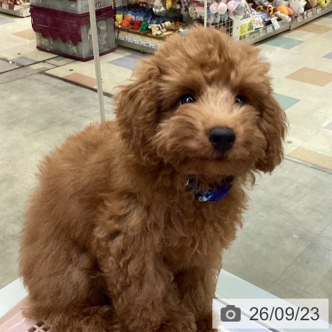 兵庫県のトイプードル(トイ) (ペットプラス 明石店/2026年6月11日生まれ/男の子/レッドフォーン)の子犬の3枚目の画像