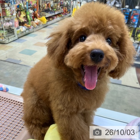 兵庫県のトイプードル(トイ) (ペットプラス 明石店/2026年6月11日生まれ/男の子/レッドフォーン)の子犬の4枚目の画像