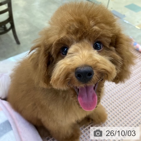 兵庫県のトイプードル(トイ) (ペットプラス 明石店/2026年6月11日生まれ/男の子/レッドフォーン)の子犬の3枚目の画像