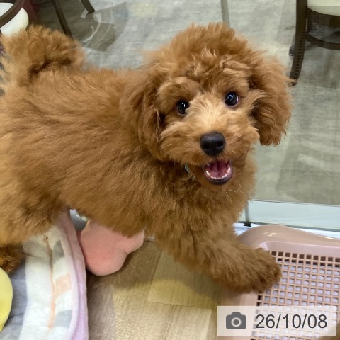 兵庫県のトイプードル(トイ) (ペットプラス 明石店/2026年6月11日生まれ/男の子/レッドフォーン)の子犬の4枚目の画像