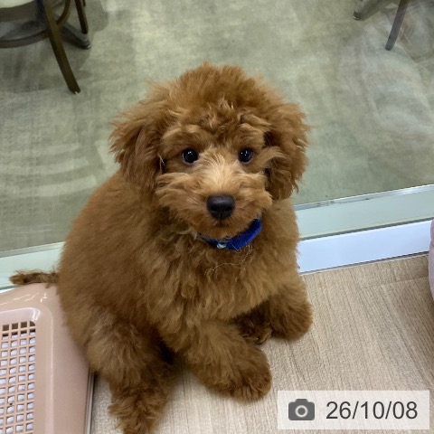 兵庫県のトイプードル(トイ) (ペットプラス 明石店/2026年6月11日生まれ/男の子/レッドフォーン)の子犬の3枚目の画像