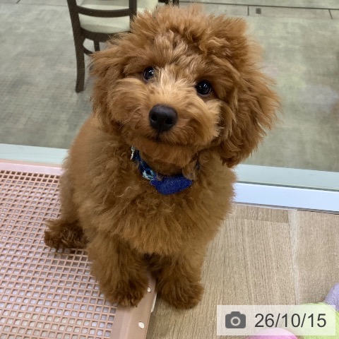 兵庫県のトイプードル(トイ) (ペットプラス 明石店/2026年6月11日生まれ/男の子/レッドフォーン)の子犬の4枚目の画像