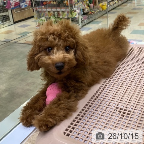 兵庫県のトイプードル(トイ) (ペットプラス 明石店/2026年6月11日生まれ/男の子/レッドフォーン)の子犬の3枚目の画像