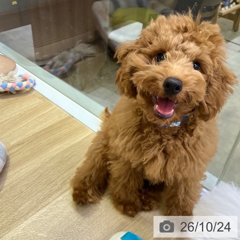 兵庫県のトイプードル(トイ) (ペットプラス 明石店/2026年6月11日生まれ/男の子/レッドフォーン)の子犬の3枚目の画像