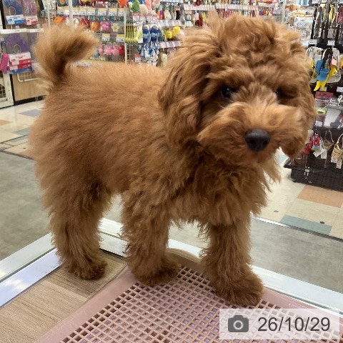 兵庫県のトイプードル(トイ) (ペットプラス 明石店/2026年6月11日生まれ/男の子/レッドフォーン)の子犬の3枚目の画像