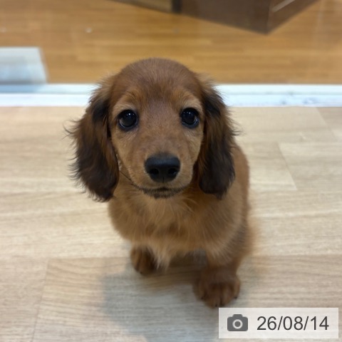 京都府のカニンヘンダックスフンド(ロング) (ペットプラス イオンモールKYOTO店/2026年6月9日生まれ/女の子/レッド)の子犬の3枚目の画像