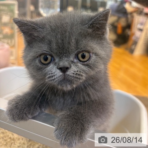 京都府のエキゾチックショートヘアー (ペットプラス イオンモールKYOTO店/2026年6月10日生まれ/男の子/ブルー)の子猫の4枚目の画像