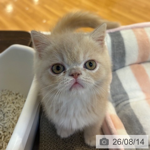 京都府のエキゾチックショートヘアー (ペットプラス イオンモールKYOTO店/2026年6月10日生まれ/男の子/クリーム)の子猫の3枚目の画像
