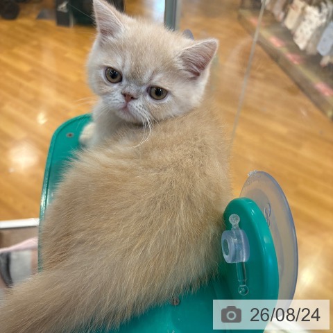 京都府のエキゾチックショートヘアー (ペットプラス イオンモールKYOTO店/2026年6月10日生まれ/男の子/クリーム)の子猫の3枚目の画像