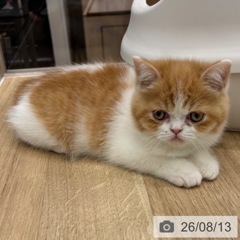 大阪府のエキゾチックショートヘアー (ペットプラス イオン大日店/2026年6月10日生まれ/男の子/レッドホワイト)の子猫の3枚目の画像