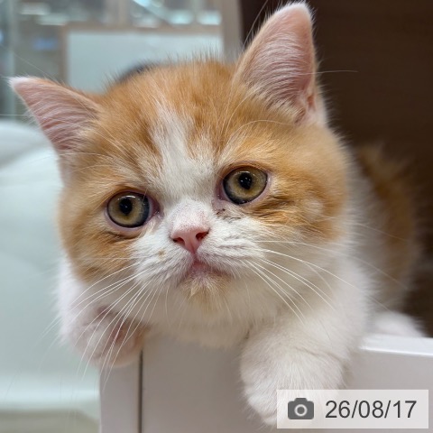 大阪府のエキゾチックショートヘアー (ペットプラス イオン大日店/2026年6月10日生まれ/男の子/レッドホワイト)の子猫の4枚目の画像