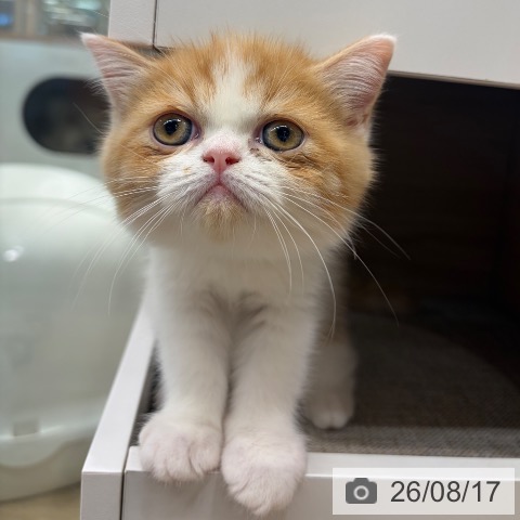 大阪府のエキゾチックショートヘアー (ペットプラス イオン大日店/2026年6月10日生まれ/男の子/レッドホワイト)の子猫の3枚目の画像