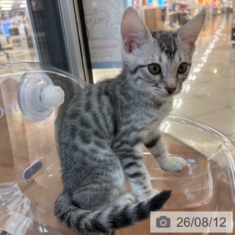 マンチカンの写真