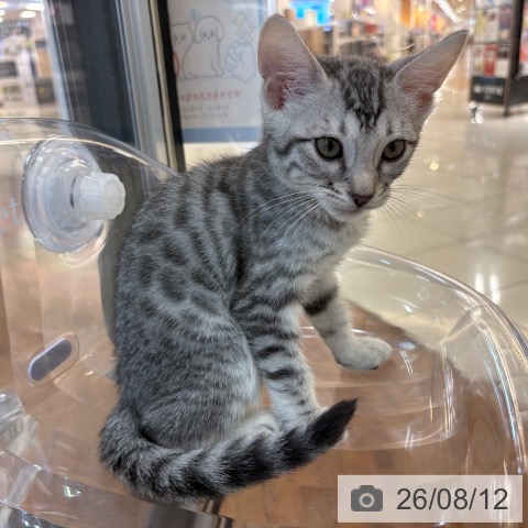マンチカンの写真