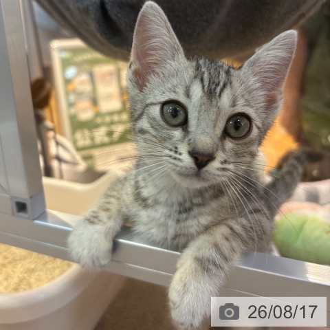 マンチカンの写真