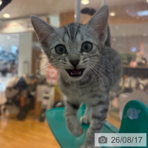 京都府のマンチカン (ペットプラス イオンモールKYOTO店/2026年6月9日生まれ/男の子/シルバースポットタビー)の子猫の4枚目の画像