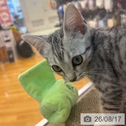 京都府のマンチカン (ペットプラス イオンモールKYOTO店/2026年6月9日生まれ/男の子/シルバースポットタビー)の子猫の3枚目の画像