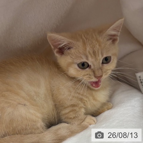マンチカンの写真