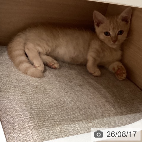 大阪府のマンチカン (ペットプラス イオン大日店/2026年6月12日生まれ/男の子/クリームタビー)の子猫の4枚目の画像