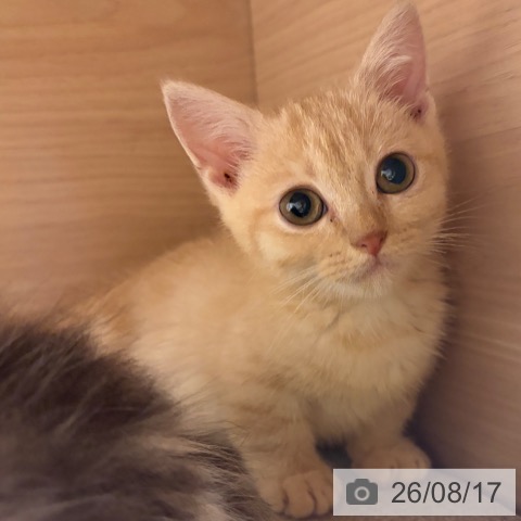大阪府のマンチカン (ペットプラス イオン大日店/2026年6月12日生まれ/男の子/クリームタビー)の子猫の3枚目の画像