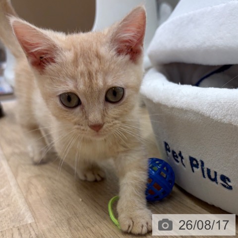 大阪府のマンチカン (ペットプラス イオン大日店/2026年6月12日生まれ/男の子/クリームタビー)の子猫の4枚目の画像