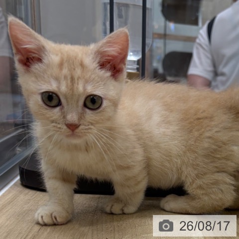 大阪府のマンチカン (ペットプラス イオン大日店/2026年6月12日生まれ/男の子/クリームタビー)の子猫の3枚目の画像