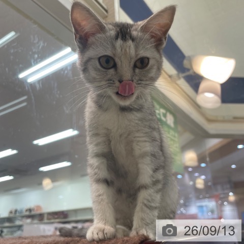 大阪府のマンチカン (ペットプラス 大阪ドームシティ店/2026年6月12日生まれ/女の子/シルバーパッチドタビー)の子猫の4枚目の画像