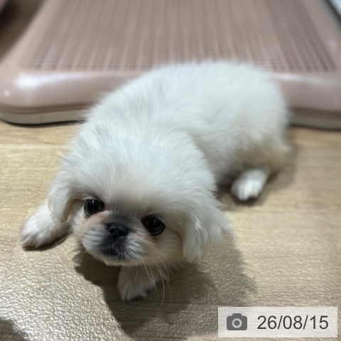 大阪府のペキニーズ (ペットプラス イオン大日店/2026年6月9日生まれ/女の子/ホワイト)の子犬の4枚目の画像