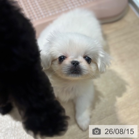 大阪府のペキニーズ (ペットプラス イオン大日店/2026年6月9日生まれ/女の子/ホワイト)の子犬の3枚目の画像