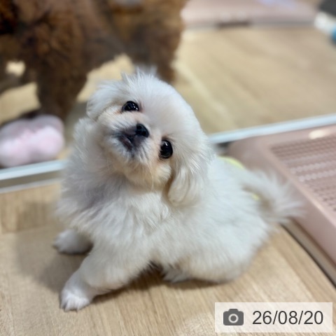 大阪府のペキニーズ (ペットプラス イオン大日店/2026年6月9日生まれ/女の子/ホワイト)の子犬の3枚目の画像