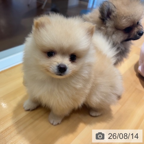 奈良県のポメラニアン (ペットプラス 大和郡山店/2026年6月14日生まれ/男の子/クリーム)の子犬の4枚目の画像