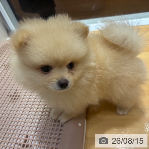 奈良県のポメラニアン (ペットプラス 大和郡山店/2026年6月14日生まれ/男の子/クリーム)の子犬の3枚目の画像