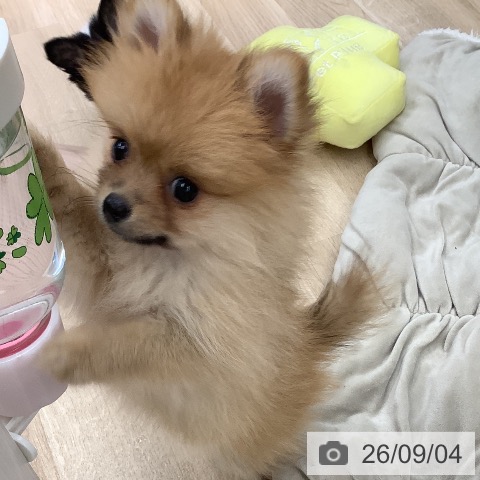 大阪府のポメラニアン (ペットプラス りんくう泉南店/2026年6月14日生まれ/女の子/オレンジ)の子犬の3枚目の画像