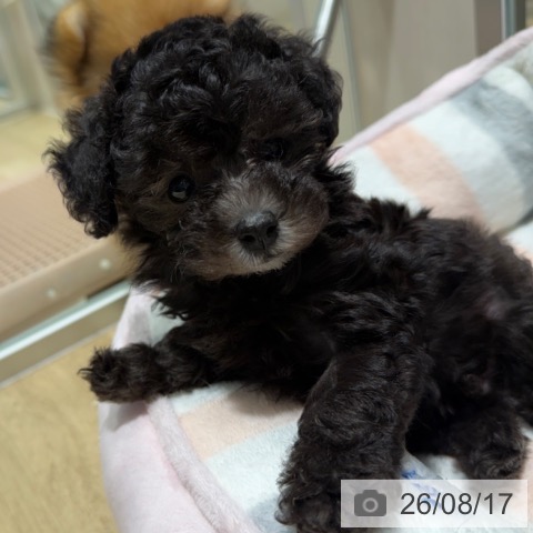 大阪府のトイプードル(トイ) (ペットプラス 四條畷店/2026年6月14日生まれ/男の子/シルバー)の子犬の4枚目の画像