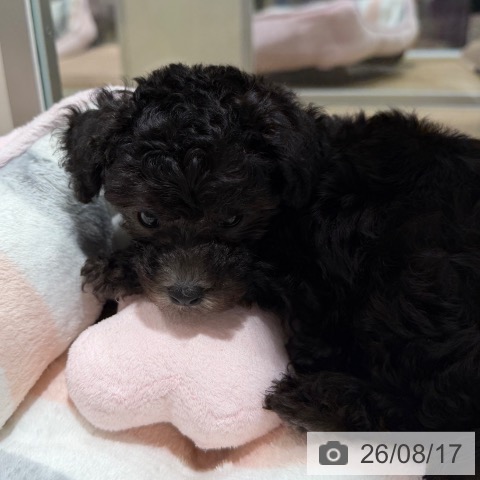 大阪府のトイプードル(トイ) (ペットプラス 四條畷店/2026年6月14日生まれ/男の子/シルバー)の子犬の3枚目の画像
