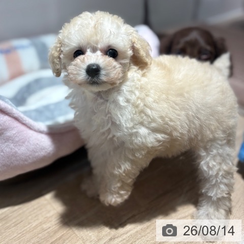兵庫県のトイプードル(トイ) (ペットプラス 神戸三宮店/2026年6月14日生まれ/女の子/ホワイト)の子犬の3枚目の画像
