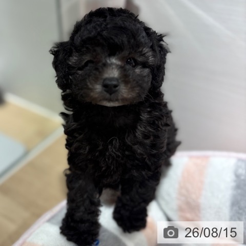 兵庫県のトイプードル(トイ) (ペットプラス 神戸三宮店/2026年6月14日生まれ/女の子/シルバー)の子犬の4枚目の画像