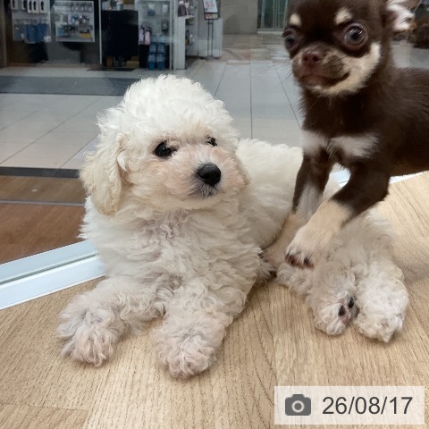 大阪府のトイプードル(トイ) (ペットプラス りんくう泉南店/2026年6月14日生まれ/男の子/ホワイト)の子犬の3枚目の画像