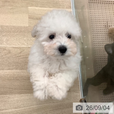 大阪府のトイプードル(トイ) (ペットプラス りんくう泉南店/2026年6月14日生まれ/男の子/ホワイト)の子犬の3枚目の画像