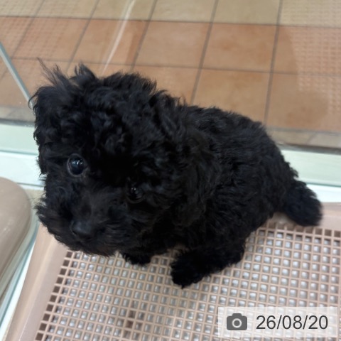 大阪府のトイプードル(トイ) (ペットプラス 鶴見店/2026年6月14日生まれ/男の子/シルバー)の子犬の4枚目の画像