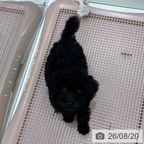 大阪府のトイプードル(トイ) (ペットプラス 鶴見店/2026年6月14日生まれ/男の子/シルバー)の子犬の3枚目の画像