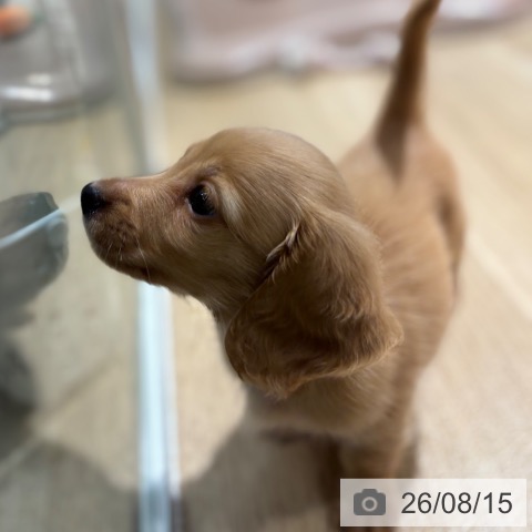 大阪府のカニンヘンダックスフンド(ロング) (ペットプラス イオン大日店/2026年6月14日生まれ/男の子/ゴールド)の子犬の4枚目の画像
