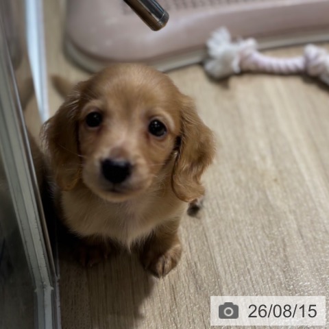 大阪府のカニンヘンダックスフンド(ロング) (ペットプラス イオン大日店/2026年6月14日生まれ/男の子/ゴールド)の子犬の3枚目の画像