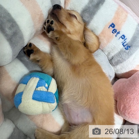 カニーンヘン・ダックスフンドの写真